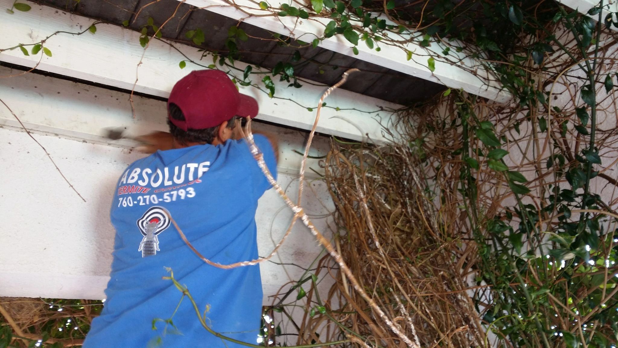 Termite Inspection Escondido CA